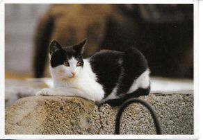 Postales: Gato doméstico. Postal fotográfica Alemana. Tamaño grande 11,5 x 16. Foto Bernd L.Ricter